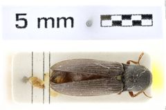 Foto (Dorsalansicht) von Agriotes graecus (Franz, 1967) (NHMW-ZOO-COL-0007145)